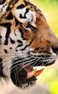 Preview wallpaper tiger, face, teeth, predator
