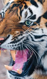 Preview wallpaper tiger, face, teeth, anger, aggression