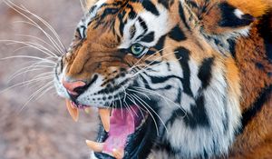 Preview wallpaper tiger, face, teeth, anger, aggression