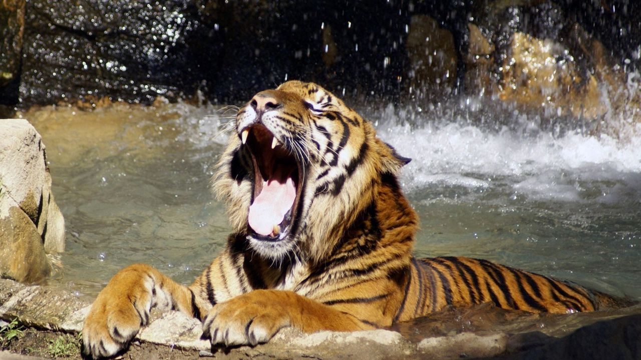 Wallpaper tiger, face, teeth, water, anger, predator