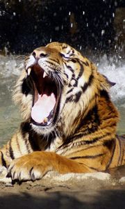 Preview wallpaper tiger, face, teeth, water, anger, predator