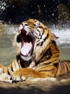 Preview wallpaper tiger, face, teeth, water, anger, predator