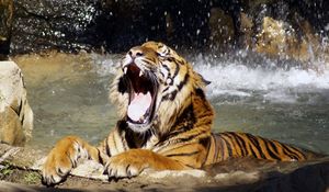 Preview wallpaper tiger, face, teeth, water, anger, predator