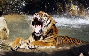Preview wallpaper tiger, face, teeth, water, anger, predator