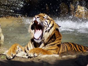 Preview wallpaper tiger, face, teeth, water, anger, predator