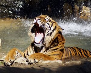 Preview wallpaper tiger, face, teeth, water, anger, predator