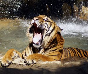 Preview wallpaper tiger, face, teeth, water, anger, predator