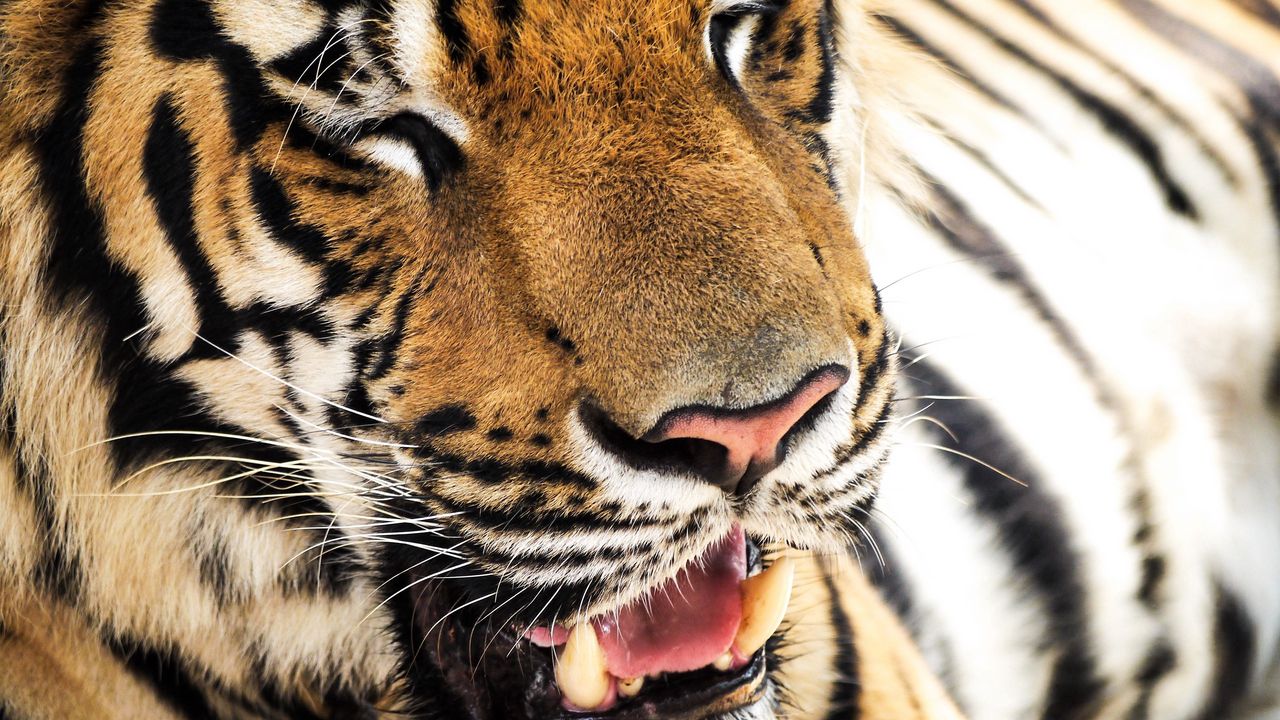 Wallpaper tiger, face, teeth, nose