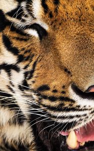 Preview wallpaper tiger, face, teeth, nose