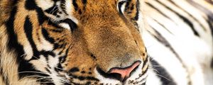 Preview wallpaper tiger, face, teeth, nose