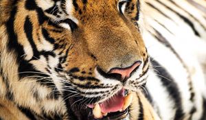 Preview wallpaper tiger, face, teeth, nose