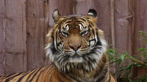 Preview wallpaper tiger, face, unhappy, big cat
