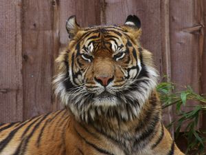 Preview wallpaper tiger, face, unhappy, big cat