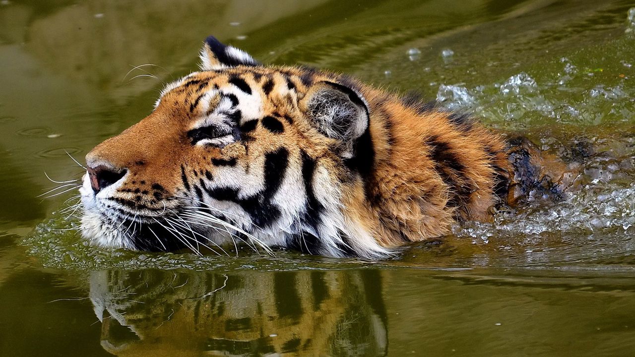 Wallpaper tiger, face, water, swim