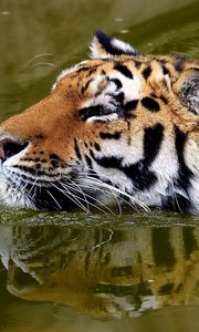 Preview wallpaper tiger, face, water, swim