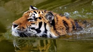Preview wallpaper tiger, face, water, swim