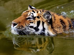 Preview wallpaper tiger, face, water, swim