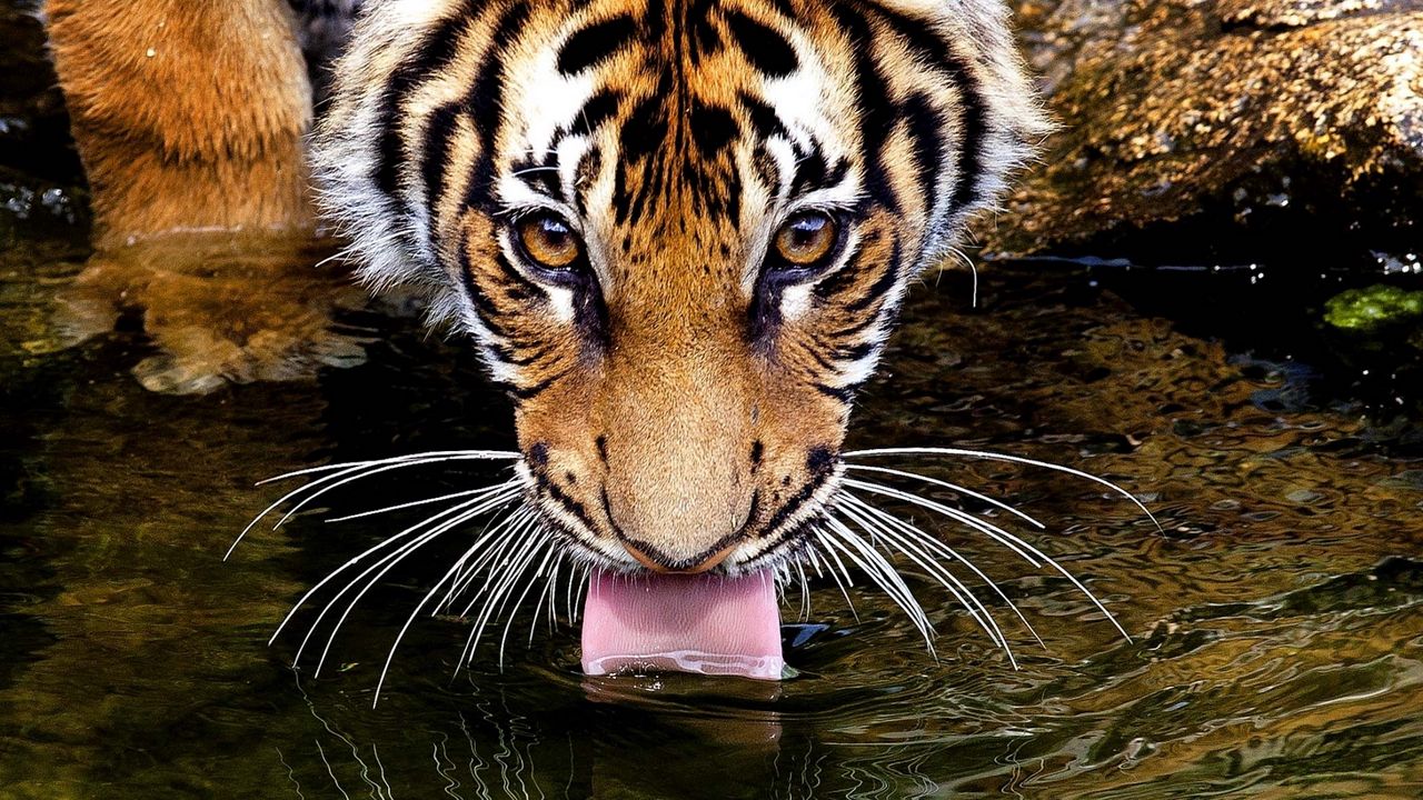 Wallpaper tiger, face, water, thirst, thirsty, tongue