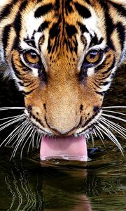 Preview wallpaper tiger, face, water, thirst, thirsty, tongue