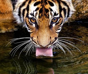 Preview wallpaper tiger, face, water, thirst, thirsty, tongue