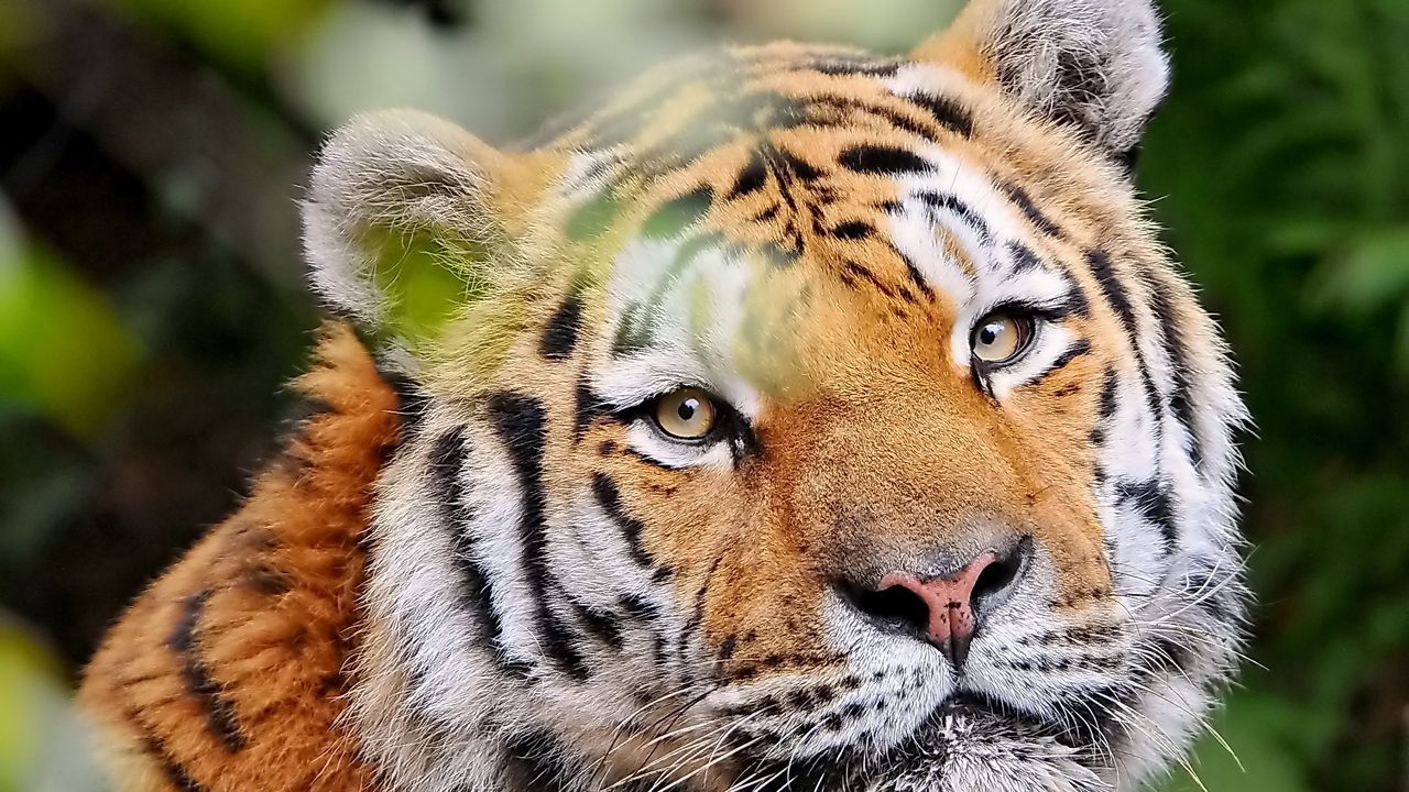 Wallpaper tiger, face, young, look, striped