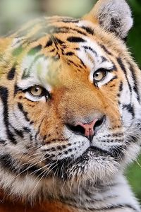 Preview wallpaper tiger, face, young, look, striped