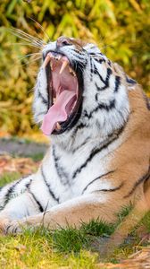Preview wallpaper tiger, fangs, jaws, stripes