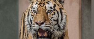 Preview wallpaper tiger, fangs, predator, big cat, blur