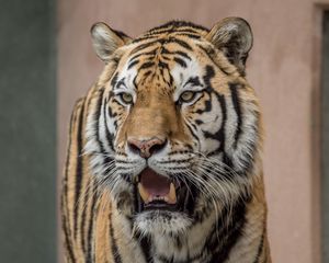 Preview wallpaper tiger, fangs, predator, big cat, blur
