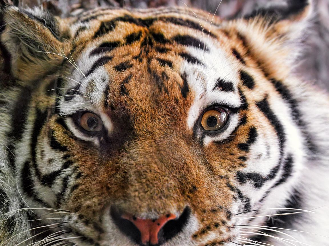 1152x864 Wallpaper tiger, fur, glance, fluffy, predator, animal