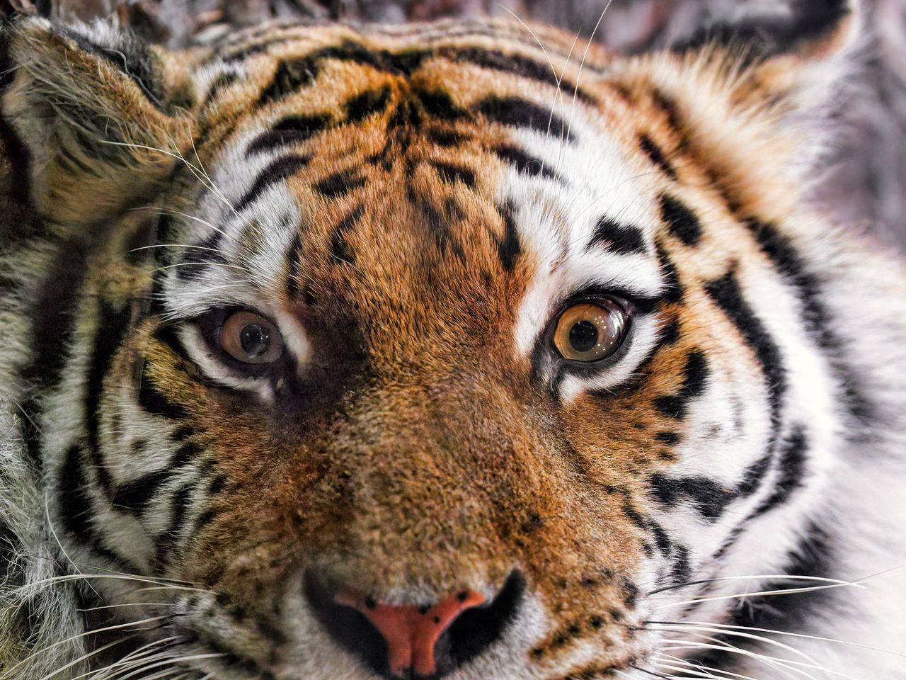 1280x960 Wallpaper tiger, fur, glance, fluffy, predator, animal