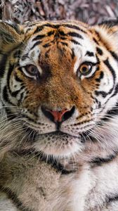 Preview wallpaper tiger, fur, glance, fluffy, predator, animal