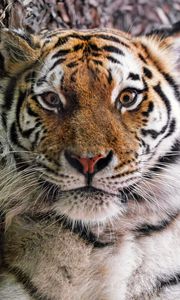 Preview wallpaper tiger, fur, glance, fluffy, predator, animal