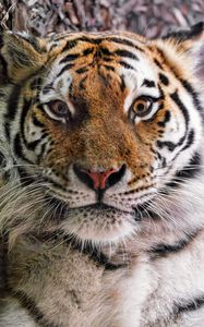 Preview wallpaper tiger, fur, glance, fluffy, predator, animal