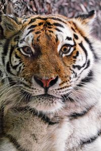 Preview wallpaper tiger, fur, glance, fluffy, predator, animal