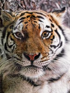 Preview wallpaper tiger, fur, glance, fluffy, predator, animal
