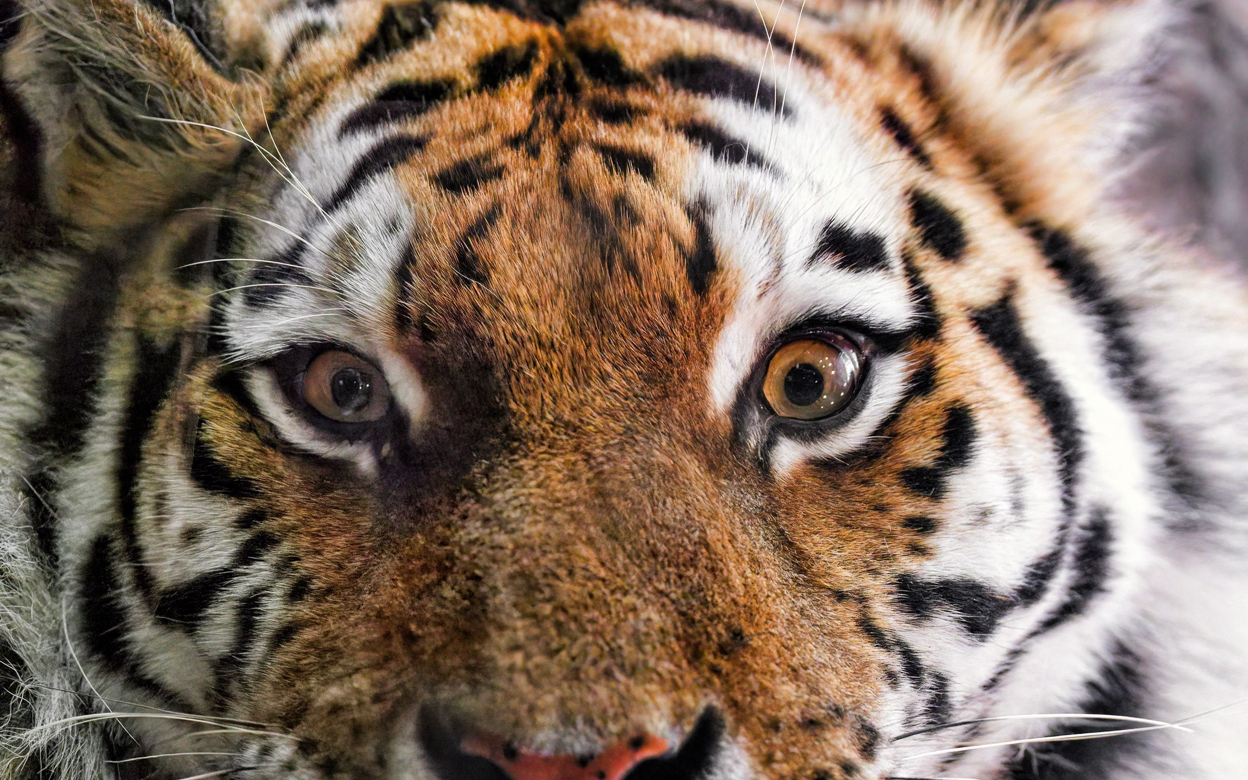 2560x1600 Wallpaper tiger, fur, glance, fluffy, predator, animal