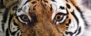 Preview wallpaper tiger, fur, glance, fluffy, predator, animal