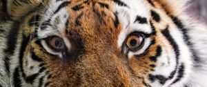 Preview wallpaper tiger, fur, glance, fluffy, predator, animal