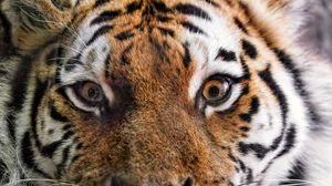 Preview wallpaper tiger, fur, glance, fluffy, predator, animal