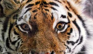 Preview wallpaper tiger, fur, glance, fluffy, predator, animal