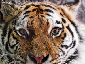 Preview wallpaper tiger, fur, glance, fluffy, predator, animal
