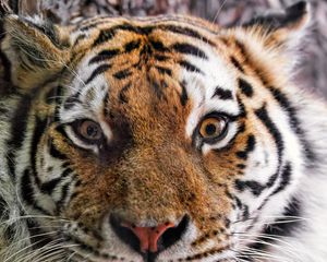 Preview wallpaper tiger, fur, glance, fluffy, predator, animal