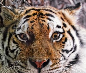 Preview wallpaper tiger, fur, glance, fluffy, predator, animal