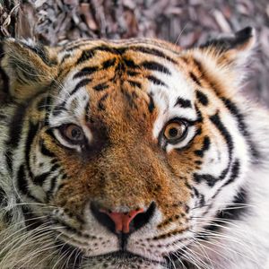 Preview wallpaper tiger, fur, glance, fluffy, predator, animal