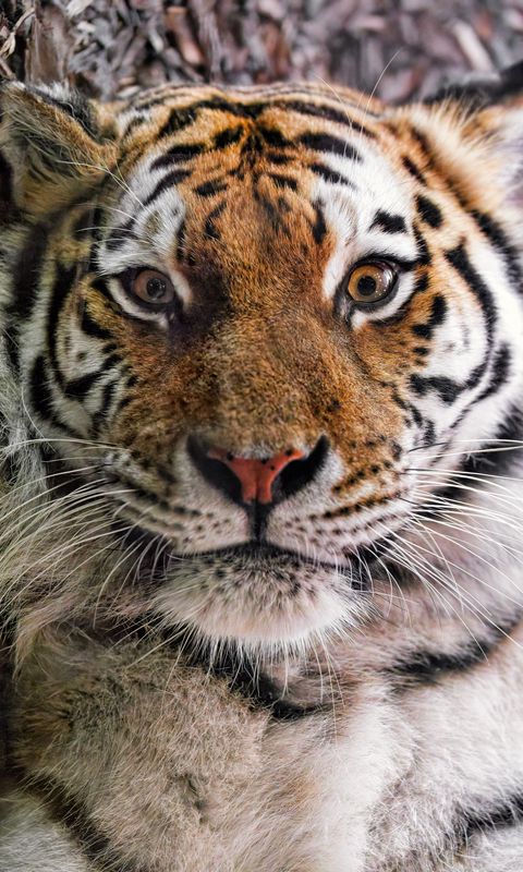 480x800 Wallpaper tiger, fur, glance, fluffy, predator, animal