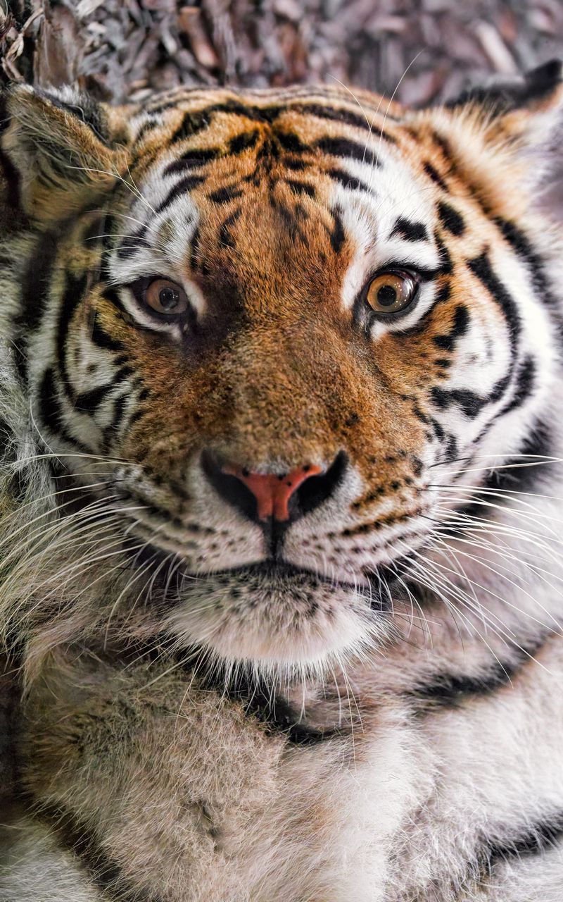 800x1280 Wallpaper tiger, fur, glance, fluffy, predator, animal