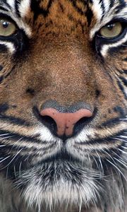 Preview wallpaper tiger, fur, muzzle, eyes, predatory