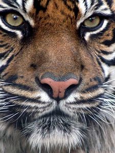 Preview wallpaper tiger, fur, muzzle, eyes, predatory