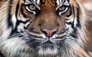 Preview wallpaper tiger, fur, muzzle, eyes, predatory